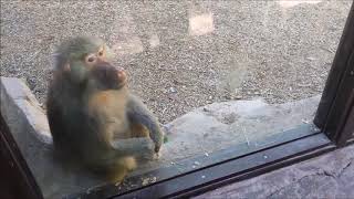 Monkeys react to magic 1080p [upl. by Adur813]