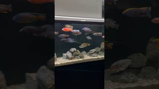 African Cichlids Synchronized Swimming [upl. by Kittie766]