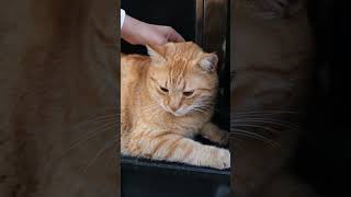 Massage Orange Cat shortsfeed shorts shortvideo cats kitten catlover pets cat funny cute [upl. by Nikolaus]