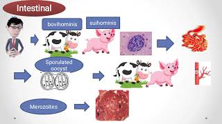 Sarcocystis sarcosporidiosis [upl. by Vine135]