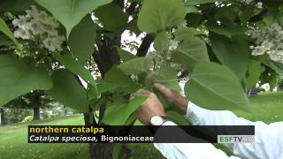 Trees with Don Leopold  northern catalpa [upl. by Notsgnal]