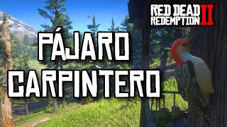 Localización Pájaro Carpintero  Red Dead Redemption 2 [upl. by Svoboda]