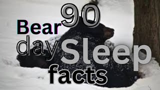 90 day Bear sleep Facts [upl. by Lashoh715]