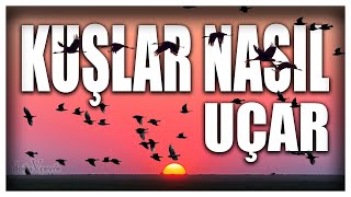 KUŞLAR NASIL UÇAR [upl. by Celisse]