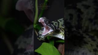 Another insanely beautiful Bush Viper of Ralph’s Fang Foldage [upl. by Ward20]