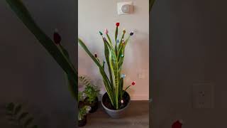 making our snake plant more festive 🐍 snakeplant plants christmasdecorations christmas xmas [upl. by Baun639]