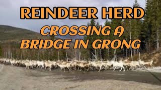 Watch the reindeer herds cross a bridge from winter to summer grazing in Grong Norway [upl. by Arbed]