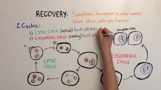 Mononucleosis Video 3 Mononucleosis III [upl. by Iral]