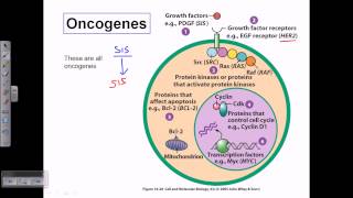 Types of oncogene [upl. by Blumenfeld]