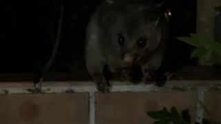 Brush Tail possum eating grape [upl. by Walkling306]