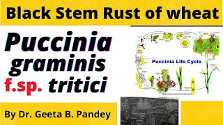 Black stem rust of wheat  History symptoms disease cycle and epidemiology [upl. by Ardnuaed868]