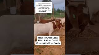 How To Cross The Boer Goats With The West African Dwarf Goats semanhyiafarms farminginafrica [upl. by Isobel]