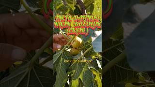 İNCİR DALINDA NİÇİN EKŞİR bahçe fruit garden [upl. by Doralynn]