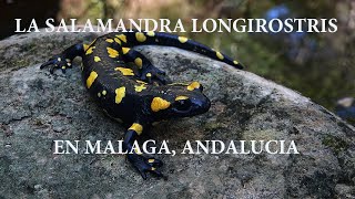 LA SALAMANDRA DEL SUR DE ESPAÑA Salamandra longirostris [upl. by Assirek]