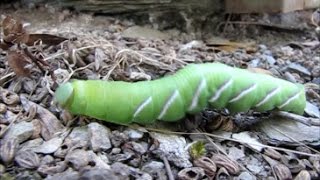 79  Une énorme chenille verte dans mon terrain  10092016 [upl. by Ardnosac726]