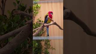 นกอีสเทิร์น โรเซลล่าส์ Eastern Rosellas [upl. by Giavani]