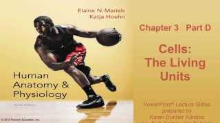 Anatomy amp Physiology Chapter 3 Part D Lecture [upl. by Nek]