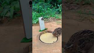 youtubeshort birds trapping foryou [upl. by Florina379]