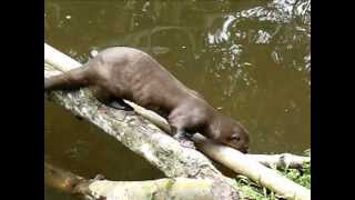 2011 Peru Iquitos QuistoCocha Lobo de Rio Giant Otter Loutre Géante [upl. by Nilyam401]