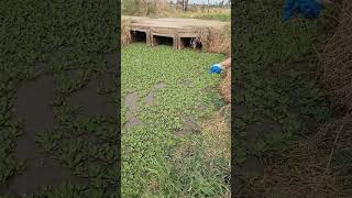 Pescando em grota na beira da estrada [upl. by Ready385]