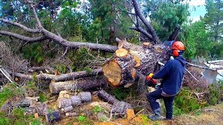 100 Chinese chainsaw test and review by a professional logger [upl. by Noami611]