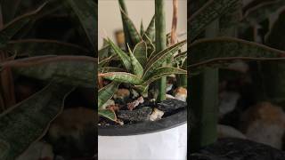 Variegated Sansevieria Francisii Leaf Propagation with Update shorts plants [upl. by Eahsel311]