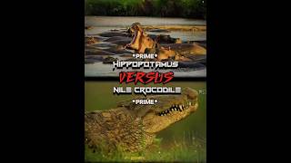 Hippo vs Nile Crocodile shorts edit 1v1 animals [upl. by Prader281]