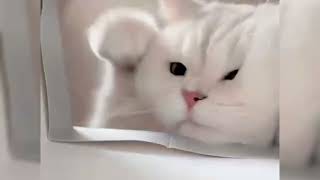 Cat Slapping Meme Template  White Cat Paw Funny Video [upl. by Ditter]