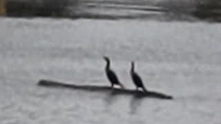 Two cormorants drifting on a log [upl. by Santoro]