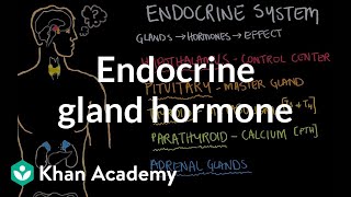 Endocrine gland hormone review  Endocrine system physiology  NCLEXRN  Khan Academy [upl. by Martinelli]