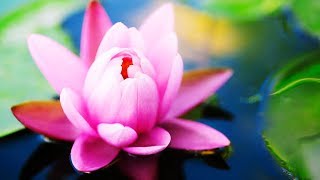 Thai Spa Music  Music for Massage Meditation Destress and Relaxation [upl. by Modeste]