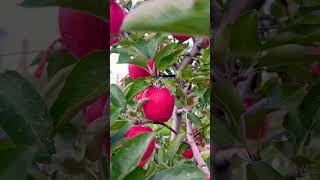 Feeling Happy music applepicking foryou fruit Travelblog460 [upl. by Kihtrak]