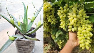 Simple methods grow grape tree with aloevera at homeA methods skills in onion 💯 success results [upl. by Onailil]