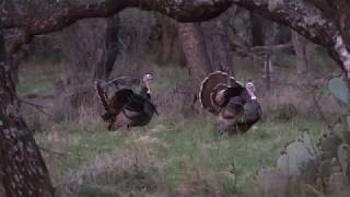 Texas Turkey Hunt [upl. by Adolphus]