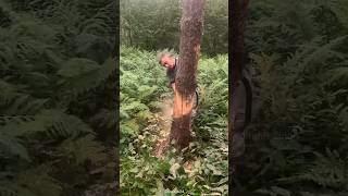 Tree cutting trick used in foreign countries shortsvideo [upl. by Dorrej]