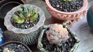 Haworthia on sale 10012024 📞 408 834 5979 LIÊNCHINH koreansucculents haworthiaaeonium [upl. by Llehsad183]