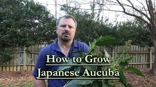 How to grow Japanese Aucuba Evergreen Shade Shrub [upl. by Arved]