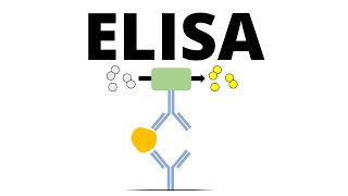 ELISA Enzymelinked Immunosorbent Assay [upl. by Ailemak]