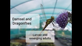 Damselflies and Dragonflies  Larvae and emerging adults [upl. by Eivod]