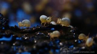 Collemboles Sminthurides Aquaticus [upl. by Atsylak]