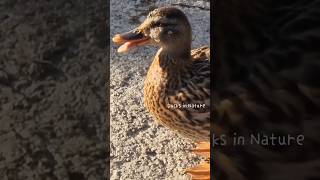 quacking mallard duck mallard duck asmr nature [upl. by Kendall990]