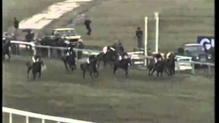 Forgive N Forget The 1985 Cheltenham Gold Cup [upl. by Yajiv88]