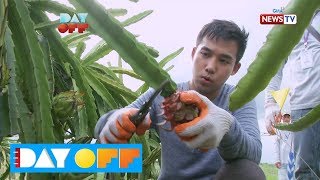 Day Off Jason Francisco at Ken Chan maghaharvest ng dragon fruit [upl. by Cadal]