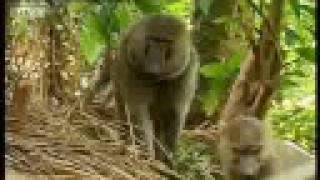 Baboons vs chimpanzees  BBC wildlife [upl. by Britney756]