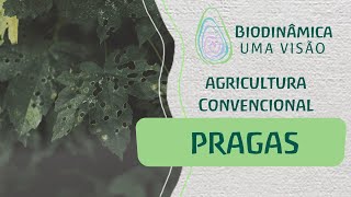 Pragas na Agricultura Convencional [upl. by Anitsrik258]