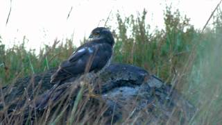 Accipiter nisus  Gavilán común  Gabiraia [upl. by Eilitan]