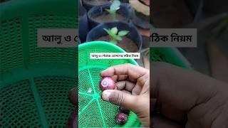 পেঁয়াজ ও আলু রোপণের সঠিক নিয়ম  Onion and potato planting technique potato আলু [upl. by Dilly]