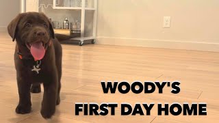 PUPPYS FIRST TIME IN HIS NEW HOME [upl. by Woodman]