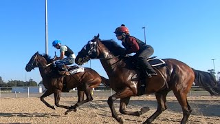 Thoroughbred Race Horse Training at Delta Downs Tuesday October 1 2024 [upl. by Eoj]