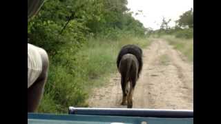 Driving Behind Black Maned Lion  The Lion Kings Scar [upl. by Llovera]